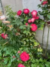 IMG_4815.webp