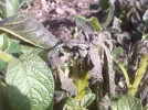 Potato_Frost_Damage.webp