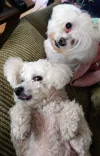 rubymilly.webp